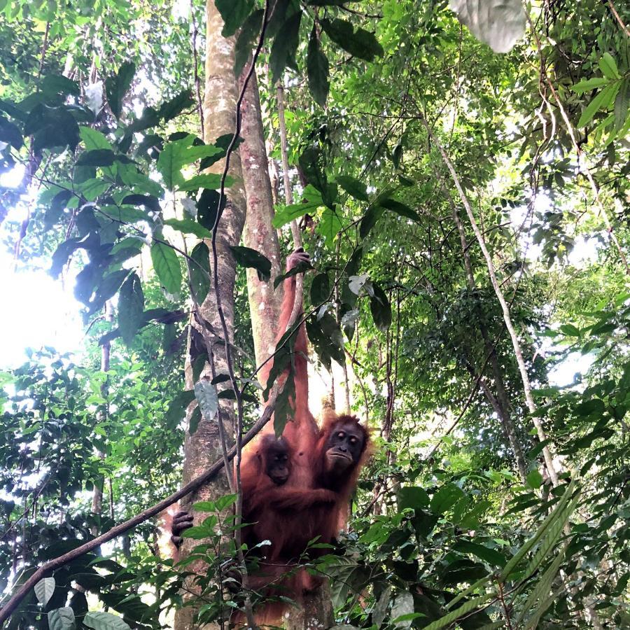 Thomas' Retreat Bukit Lawang Otel Dış mekan fotoğraf